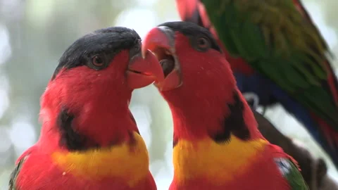 Close up of a pair of kissing parrots Video stock 148752155