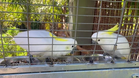 Close Up a pair of large white parrots. Yellow-crested cockatoo Stock-Footage 329996157