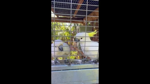 Close Up a pair of large white parrots. Yellow crested cockatoo 스톡 동영상 329996178