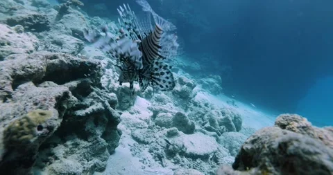 Close-up of a pair of lionfish swimming underwater. Stock Footage 336604875