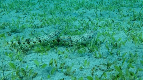 Close-up of pair Lizard fish lies on sandy bottom covered with green sea grass Stock Footage 127192819