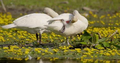 Close up of a pair of mute swans standing in water lilies in the pond Stock Footage 262044991