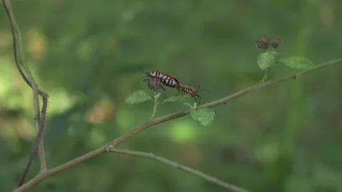 Close up of a pair of orange color beetles mating on the branch Video stock 231630824