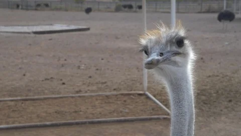Close up of a pair of ostriches Stock Footage 88433750