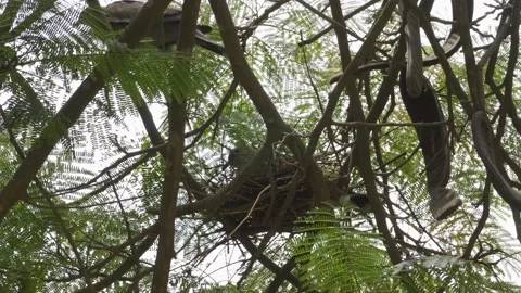 Close-up of a pair of pigeons in their nest Vidéo 149900674