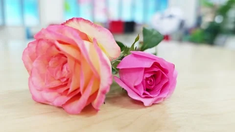 Close-up of a pair of pink roses on a light wooden table. Stock Footage 347493629