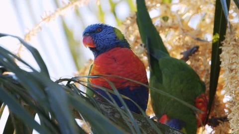 A close up of a pair of Rainbow Lorikeets Video stock 129746584