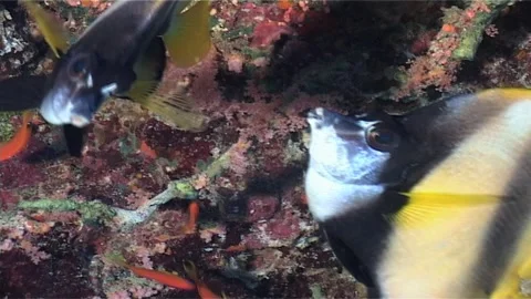 Close Up, Pair Of Red Sea Bannerfish iSwims In A Burrow Stock Footage 300070758