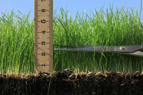 Close Up Of A Pair Of Scissors Cutting New Grass Seed Stock Photos