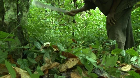 CLOSE UP: PAKRO FARMER CLEARING BRUSH WITH MACHETE Stock Footage 58930797