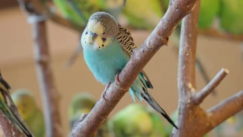 Close Up Of Pale Blue Zebra Parakeet Sitting On Wood In The Zoo. 스톡 동영상 197325541
