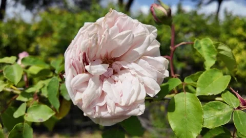 Close-up of pale bourbon rose blooming in a garden Stock Footage 336797667