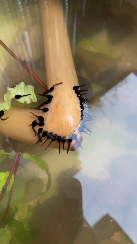 Close-up of pale brown pitcher plant rim with inward teeth over reflective water Stock Footage 341672401