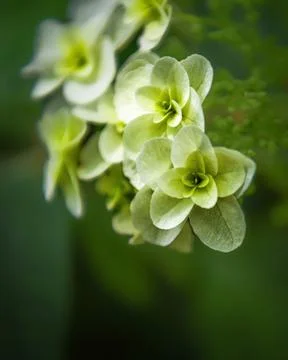 Close-up of pale green hydrangea blossoms with soft focus Stock Photos