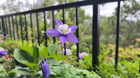 Close up of a pale lilac bud against a background of blooming balcony flowers. Stock Footage 317887445