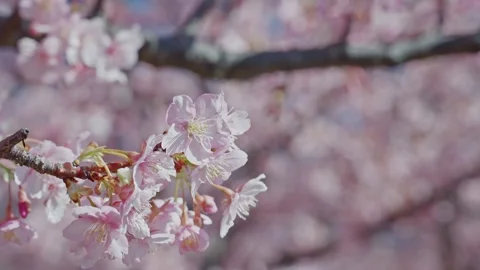 Close-Up of Pale Pink Cherry Blossoms with Soft Bokeh Background in Japan Stock Footage 334631359