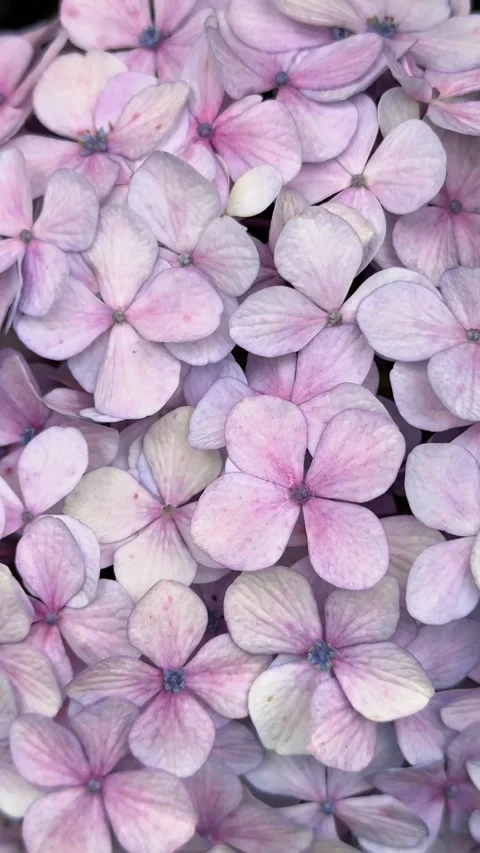Close up of pale pink hydrangea flowers with soft pastel petals Stock Footage 340164992