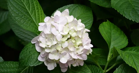 Close up of pale pink hydrangea flowers blooming in a lush summer garden Stock Footage 342028480