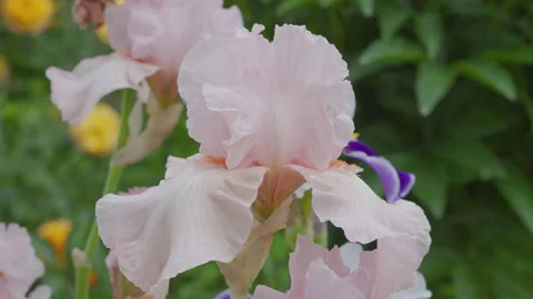 Close-up of a pale pink iris flower Stock-Footage 331202377