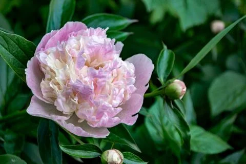 Close-up of a pale pink peony. Stock Photos
