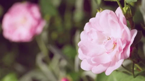 Close-up pale pink rose bloom with layered petals and buds in soft daylight pano Stock Footage 342946540