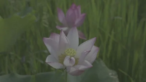 Close-Up Pale Pink White Lotus Flower Green Leaves Stock-Footage 343696465