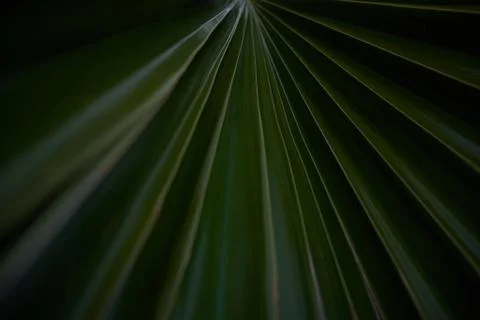 Close-Up Palm 1 Stock Photos