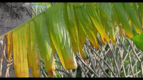 Close-up of Palm Frond with Drying Leaves Against Tree Trunk Stock Footage 330953405