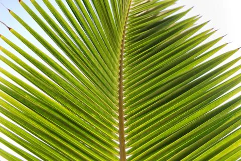 Close up of palm frond 스톡 사진