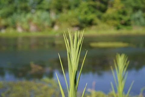 Close-Up Of A Palm Frond Stock Photos