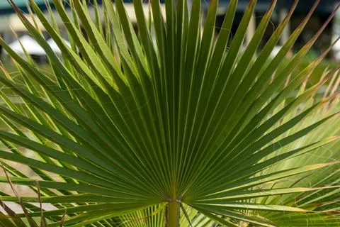 Close-Up of a Palm Frond Stock Photos
