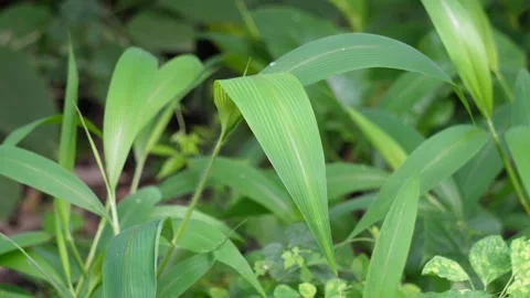 Close-up of the Palm Grass growing Stock Footage 316228607