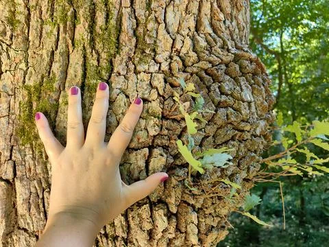 Close up of a palm hand on a tree trunk bark in the forest Stock Photos