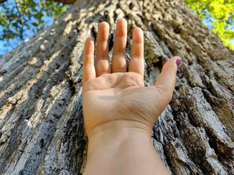 Close up of a palm hand on a tree trunk bark in the forest Stock Photos