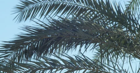 Close-up of palm leaf on the Aasker's beach on a windy day Vídeo Stock 170878208