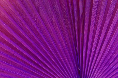 Close up of palm leaf. Abstract background, purple surreal tone Stock Photos