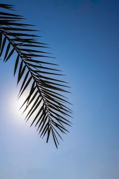 Close-up of palm leaf against blue sky Stock Photos