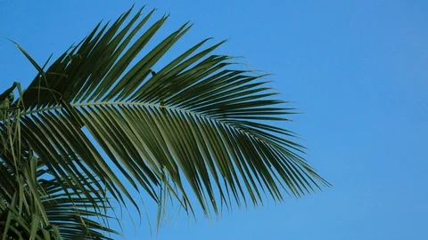 Close up of palm leaf against clear blue sky 库存影片 94103035