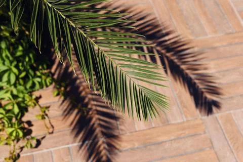 Close-up of a palm leaf and shadows. Summer concepts. Beautiful nature backgr Stock Photos