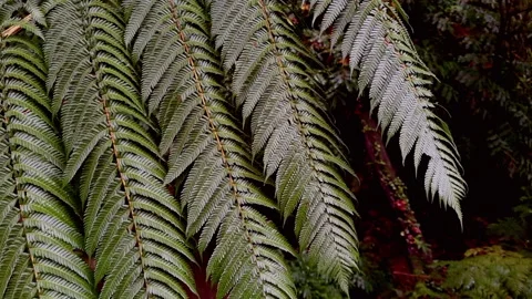 Close-up Palm Leaf, Azores São Miguel Island Video stock 316410153