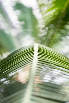 Close up of a palm leaf in back light for backgrounds Stock Photos