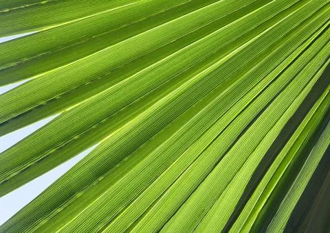  Close-up of palm leaf in back light Close-up of palm leaf in back light C... Stock Photos