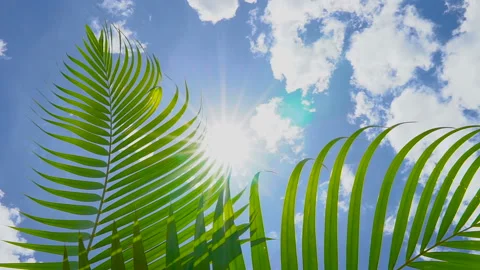 Close up palm leaf with blowing wind on blue sky and sunshine Stock-Footage 134746069