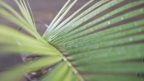 Close Up Palm leaf in jar Stock Footage 103855357
