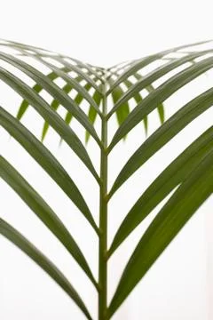 Close up of palm leaf Stock Photos