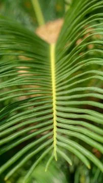 Close-up palm leaf Stock Photos