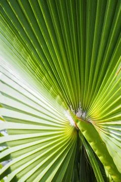 Close up on a palm leaf Stock Photos