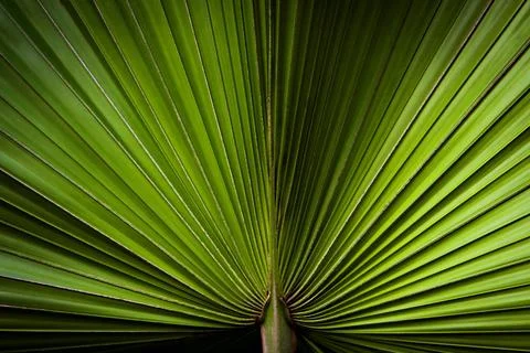 Close up of palm leaf Stock Photos