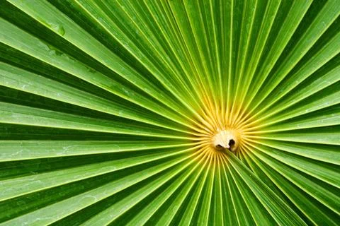 Close up of palm leaf Stock Photos