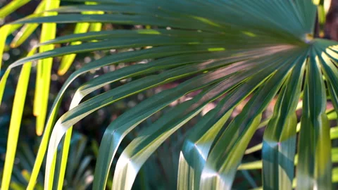Close-Up Palm Leaf With Smooth Camera Motion Video stock 328878487